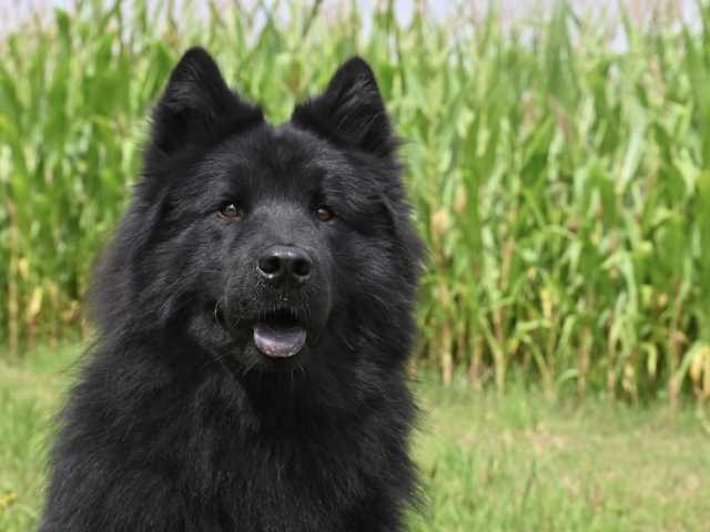 Черная евразийская собака сидит на траве