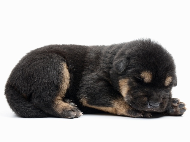 Слепой маленький щенок немецкой овчарки на белом фоне