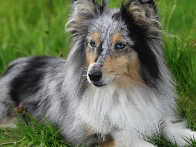 Голубоглазая шотландская овчарка лежит на траве
