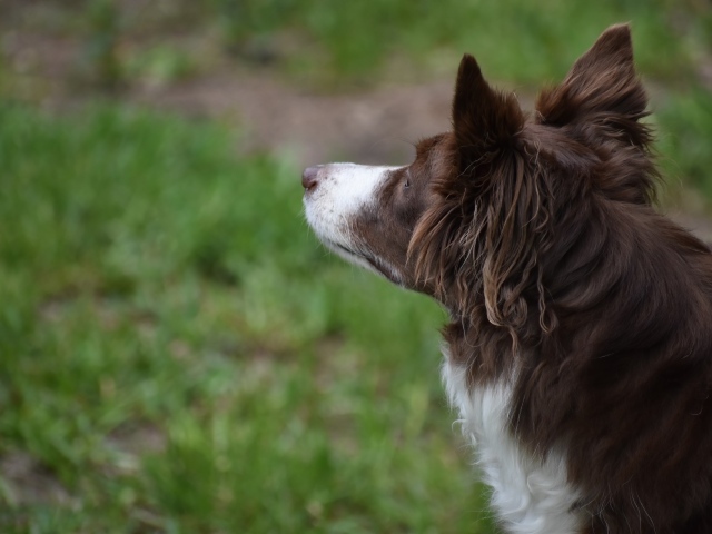 Бордер колли с грустным взглядом