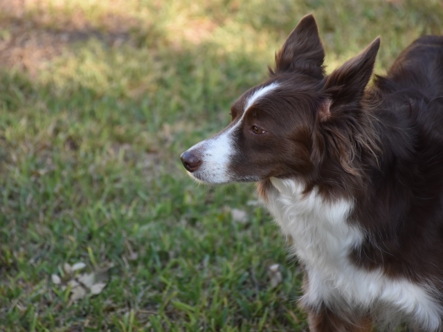 Собака породы бордер-колли- на прогулке