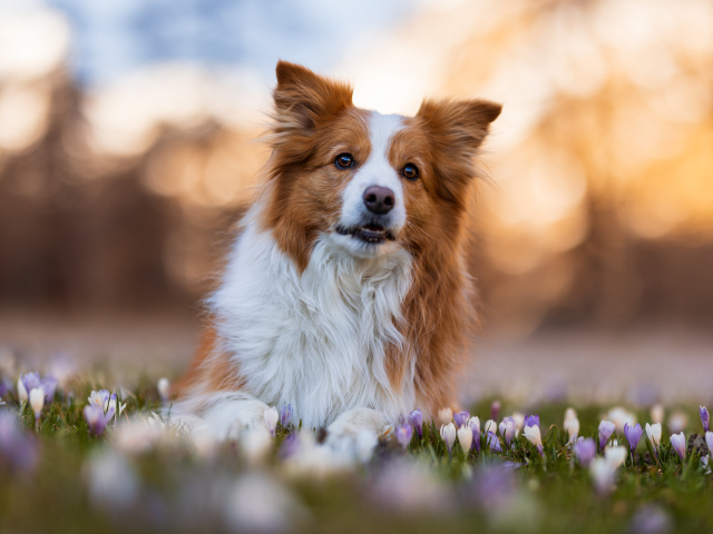 Собака бордер колли лежит в цветах