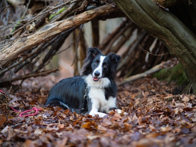 Собака породы бордер колли лежит на листве в парке 