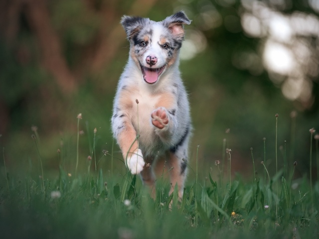 Веселый щенок австралийской овчарки бежит по траве