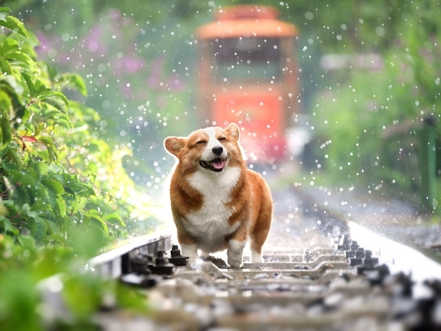 Веселый корги бежит по рельсам под дождем 