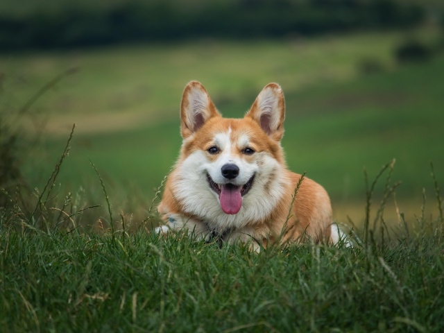 Собака породы корги лежит на зеленой траве