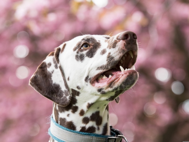 Морда далматина с открытым ртом
