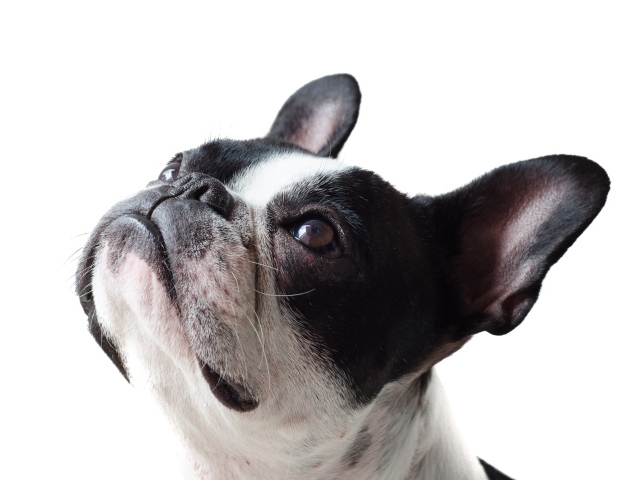 Голова французского бульдога на белом фоне