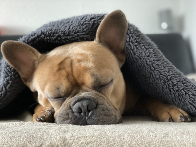 Французский бульдог спит под  одеялом