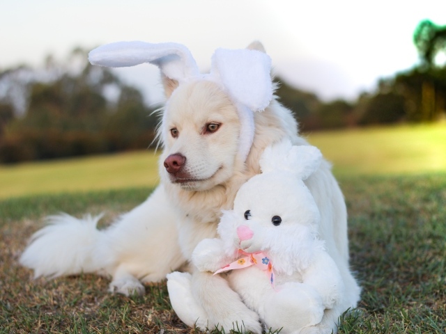 Золотистый ретривер с игрушечным зайцем