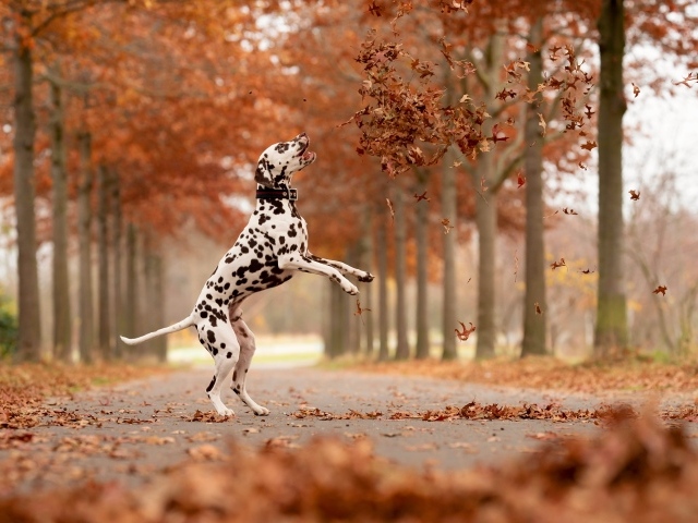 Большой далматинец ловит желтые листья