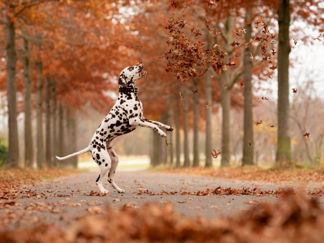 Довольный далматин играет в осеннем парке