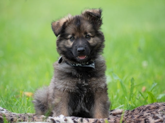 Маленький щенок немецкой овчарки сидит на траве
