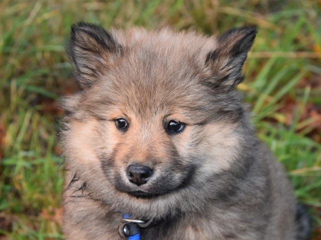 Маленький евразийский щенок крупным планом