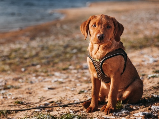 Маленький лабрадор сидит на песке