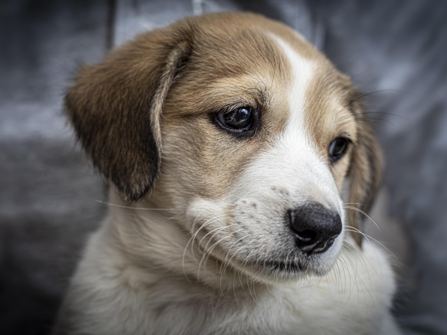 Маленький грустный щенок крупным планом