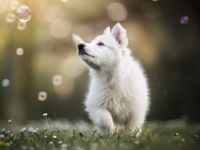Маленький белый забавный щенок на траве
