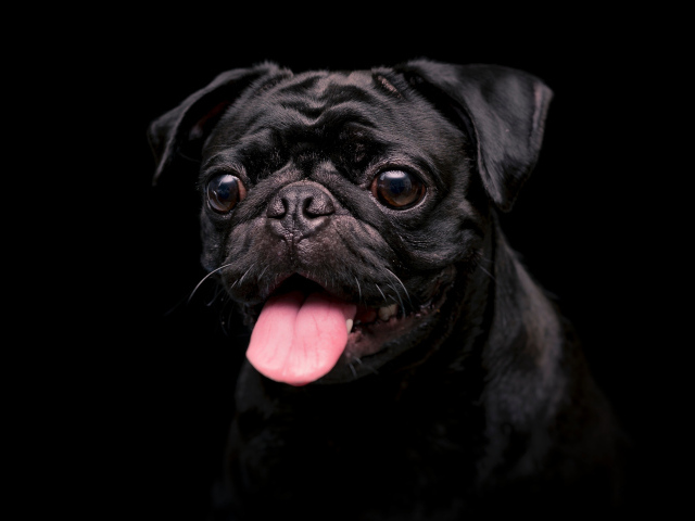 Мопс с высунутым языком на черном фоне