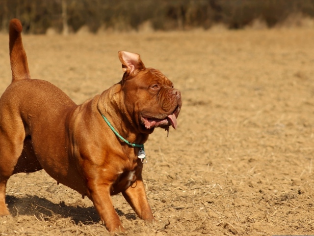 Породистый коричневый пес играет 