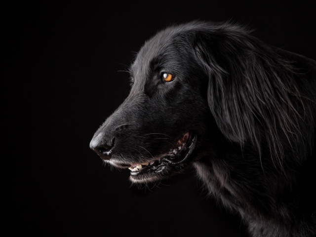Породистый пес с открытой пастью на черном фоне