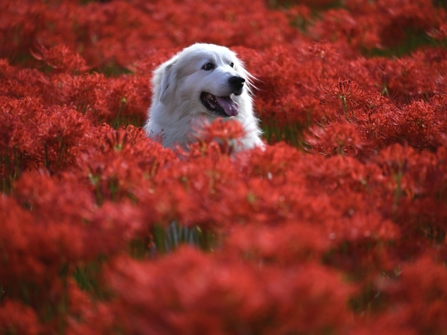 Пиренейская горная собака сидит в красных цветах