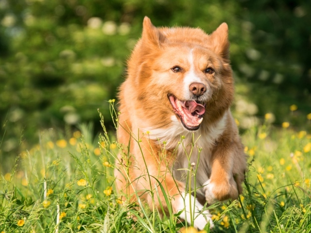 Рыжая собака бежит по зеленой траве 