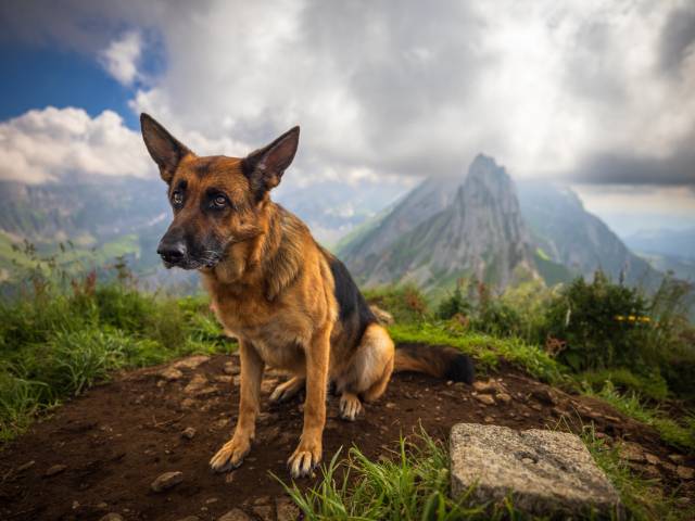 Грустная немецкая овчарка в горах
