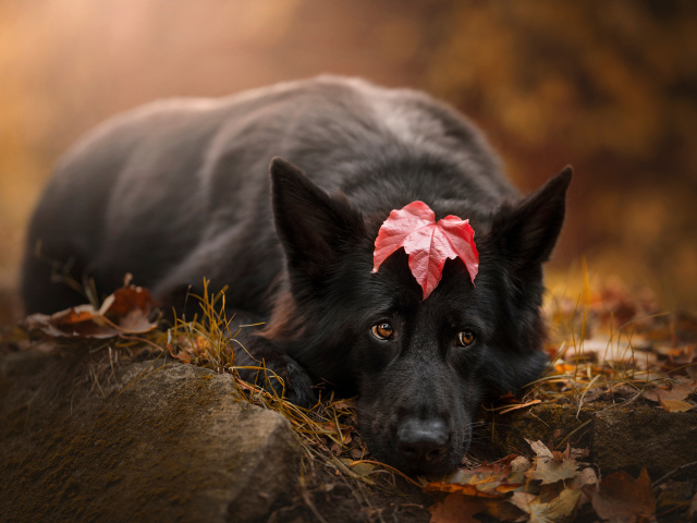 Грустный пес лежит на холодной земле