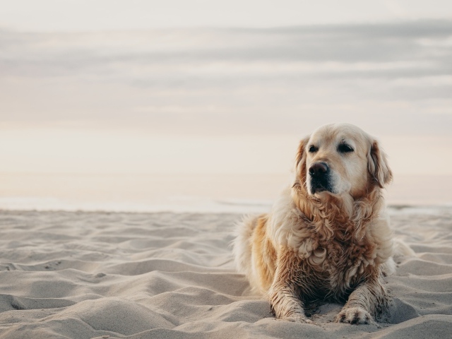 Грустный золотистый ретривер лежит на песке