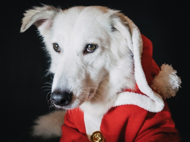 Грустная белая собака в красном костюме