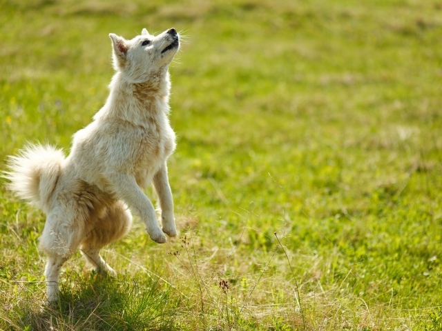 Довольная белая собака играет на зеленой траве