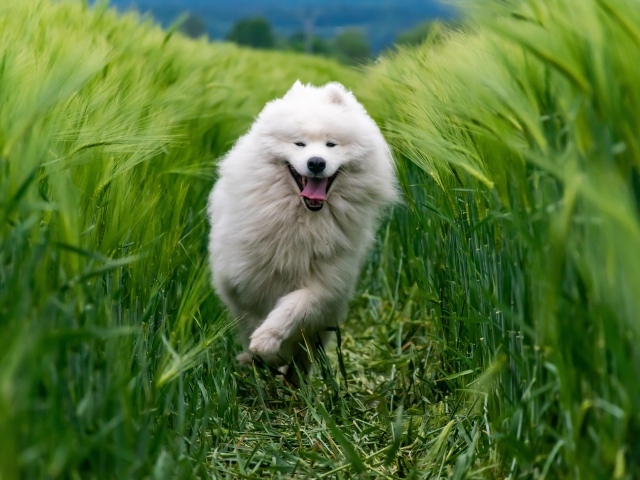 Довольный белый пес бежит по зеленой траве
