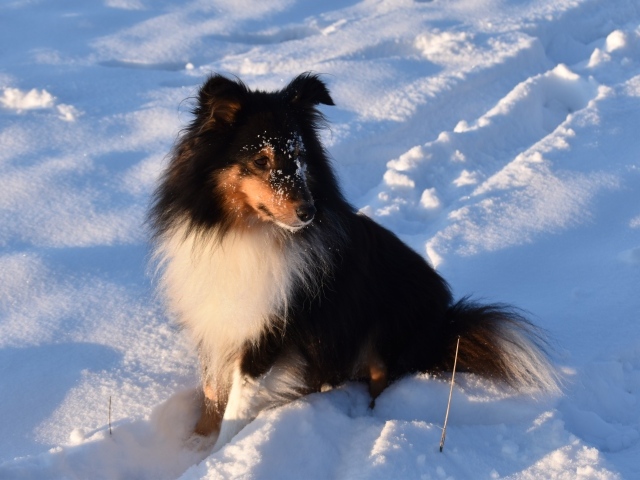 Собака породы шелти сидит на снегу