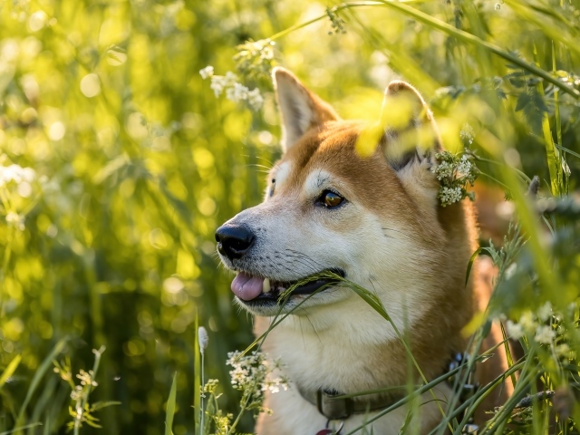 Собака породы сиба ину в траве