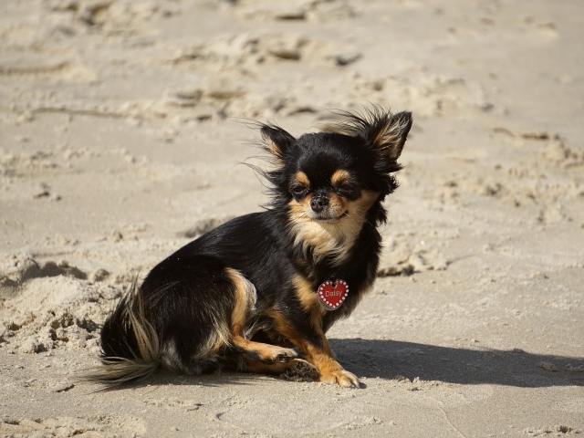 Маленькая собака чихуахуа сидит на песке 