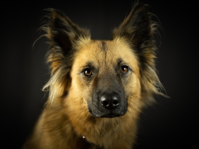 Умная морда собаки на черном фоне