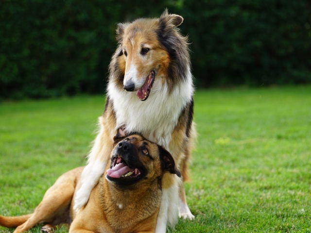 Две собаки играют на зеленой траве
