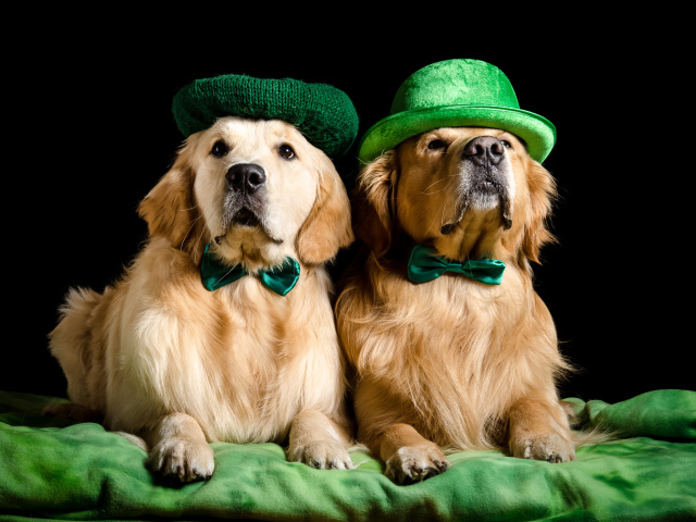 Два золотистых ретривера в шляпах