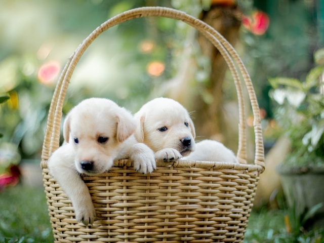 Два маленьких щенка золотистого ретривера в корзине