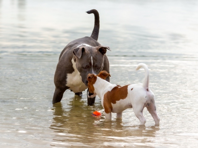 Две породистые собаки знакомятся в воде