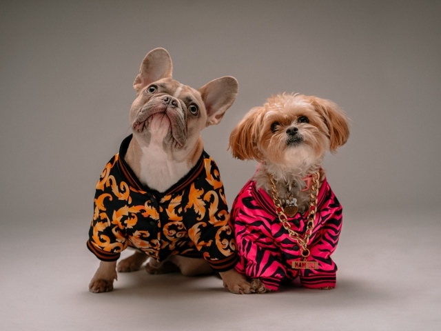 Две породистые собаки в костюмах на сером фоне