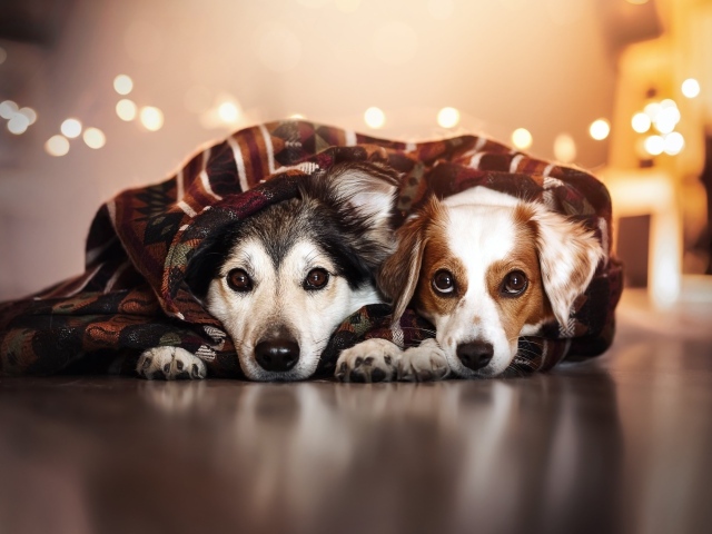 Два породистых пса лежат под одеялом