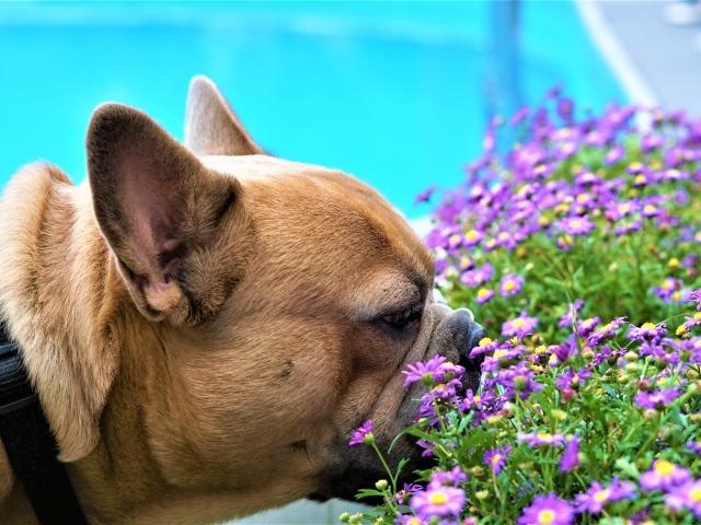 Французский бульдог нюхает цветы