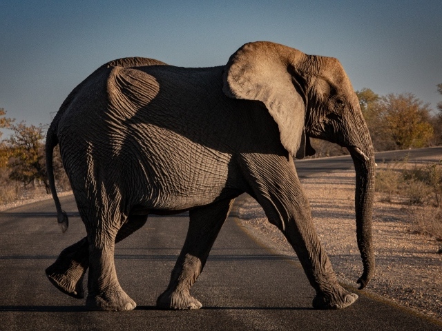 Большой серый слон переходит дорогу