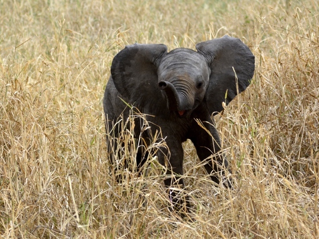 Маленький слоненок в траве 