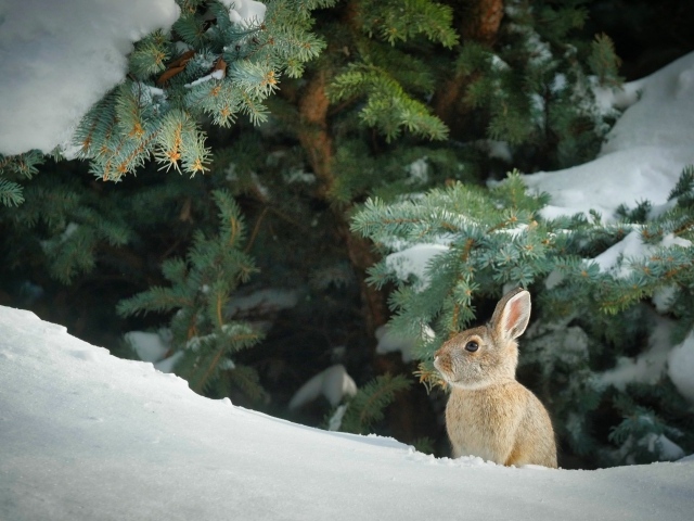 Дикий серый заяц сидит под зеленой елью зимой