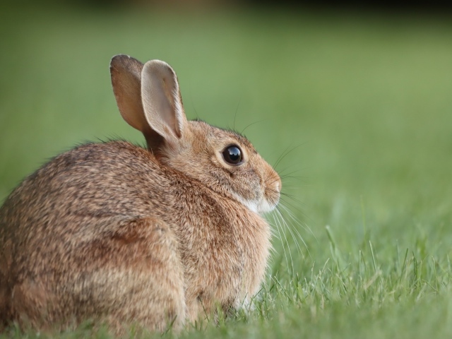 Большой серый заяц сидит на траве 