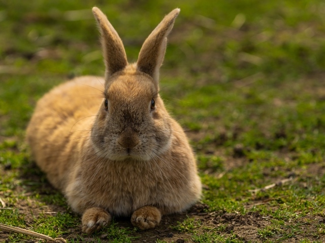 Большой рыжий кролик лежит на  траве