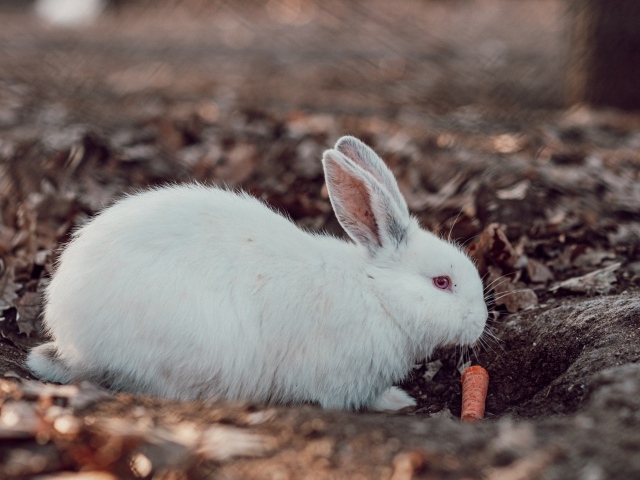 Большой белый кролик  с морковью 