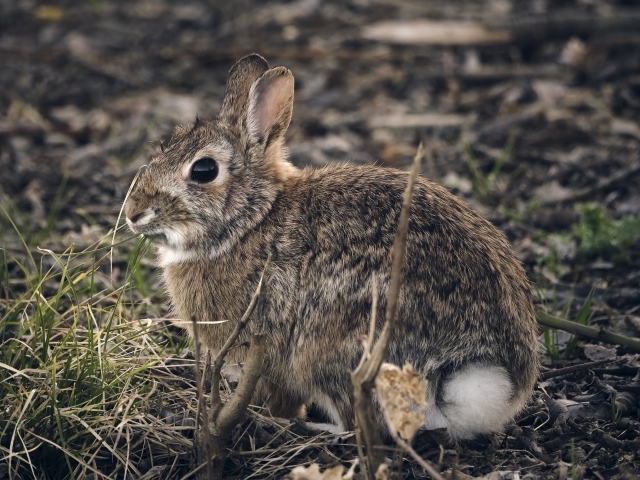 Большой дикий серый заяц